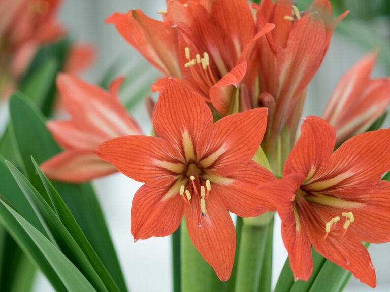 amaryllis20-scaled