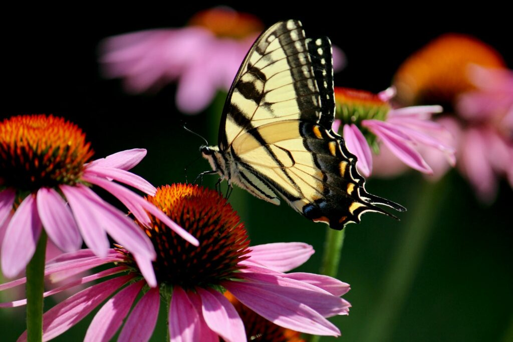 a yellow and black butterfly sitting on a pink flower