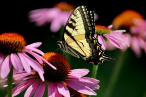 a yellow and black butterfly sitting on a pink flower