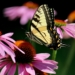 a yellow and black butterfly sitting on a pink flower