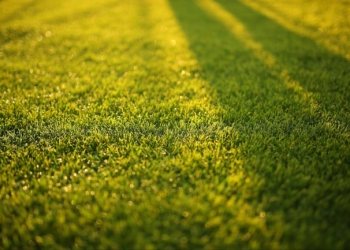 Simple Tips For A Low-Maintenance Garden 