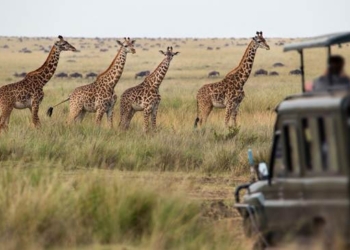 Africa Travel Vaccines: What You Need to Know Before Your Trip