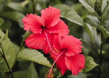 red hibiscus in bloom during daytime