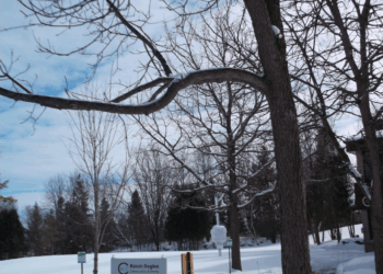 A WALK THROUGH THE WOODS.