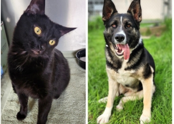 Find your perfect match at the Ontario SPCA’s adoption event on May 23-25 weekend
