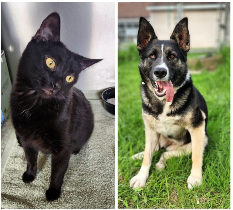 Ospca image