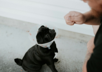 black short coated dog on gray floor