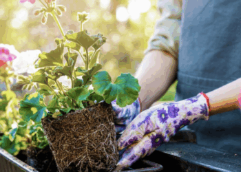 Ask Anna – May  2025 Questions