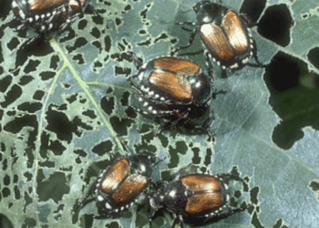 Ask Anna – June 2025 Questions