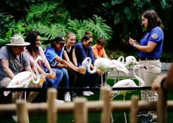 people sitting on wooden fence near white swan during daytime