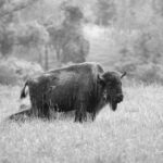 a black and white photo of a bison in a field