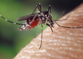 West Nile Virus Present in EOHU Area