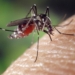 West Nile Virus Present in EOHU Area