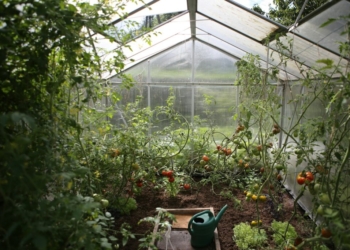 green watering can in green house