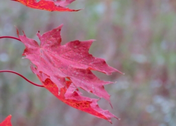 Nature Photography Workshop at the Tri-County Literacy Council