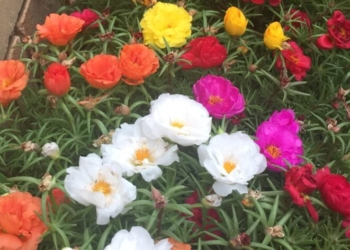 Ask Anna – September 2025