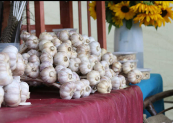 11th Annual Eastern Ontario Garlic Festival happening tomorrow, Saturday September 20th – 11 am to 5 pm in Lamoureux Park, Cornwall