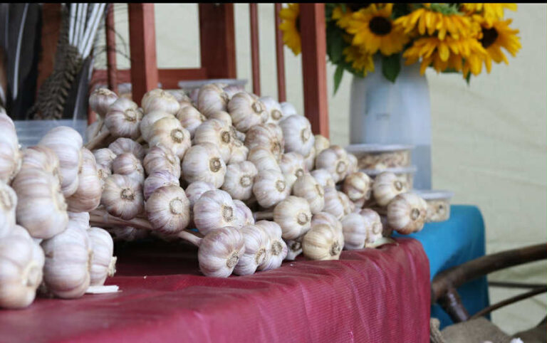Garlics