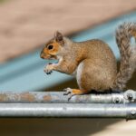 brown squirrel on gray metal bar