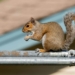 brown squirrel on gray metal bar