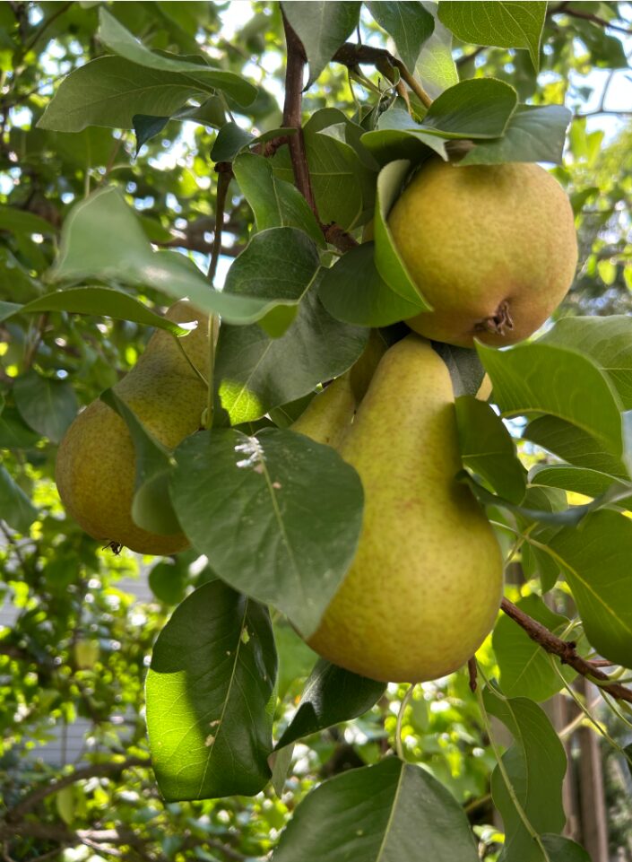 Businesses and institutions planting fruit trees or nut trees instead of vast areas of lawn would reduce runoff, provide shade, as well as local food.