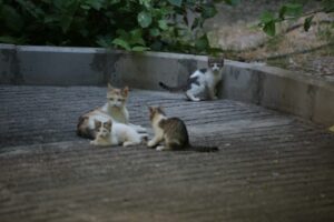white and brown cat and kittens on gray concrete floor