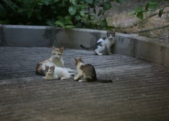 white and brown cat and kittens on gray concrete floor