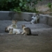 white and brown cat and kittens on gray concrete floor