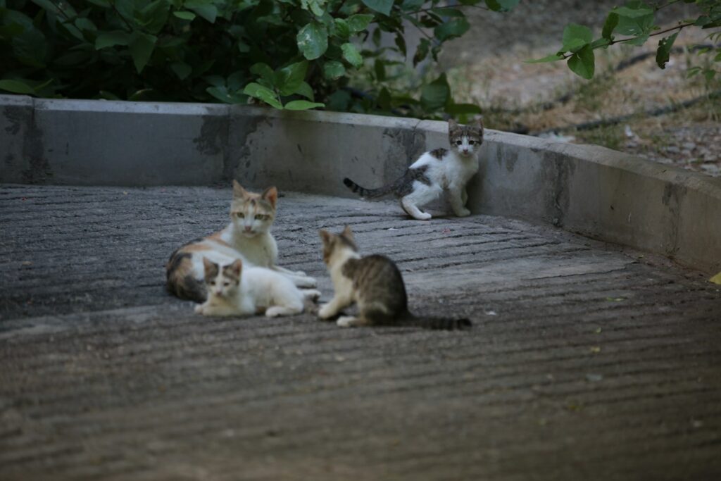 white and brown cat and kittens on gray concrete floor