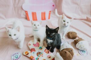 Cupcake Day for the Ontario SPCA