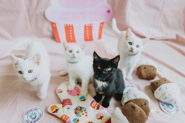 Cupcake Day for the Ontario SPCA