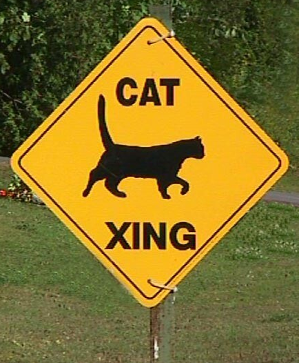 cat crossing