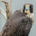a large bird sitting on top of a tree branch