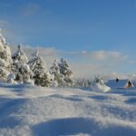 snow-covered trees under blue cloudy sky