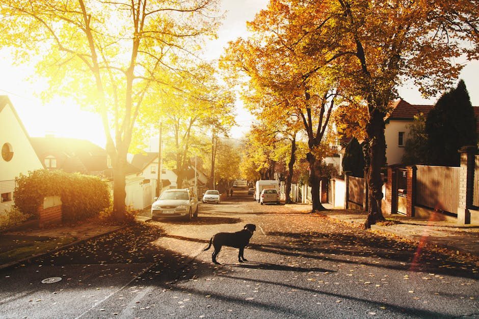 A quiet residential street lined with maple trees in a small Ontario town