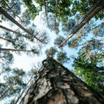 low angle photography of green trees during daytime