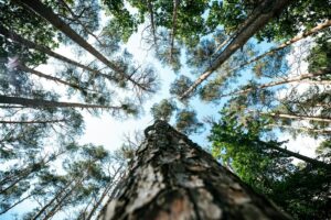 low angle photography of green trees during daytime