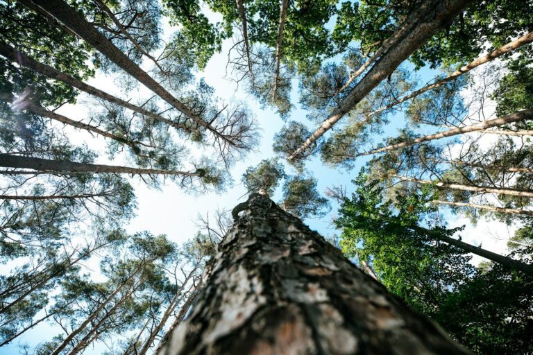 low angle photography of green trees during daytime