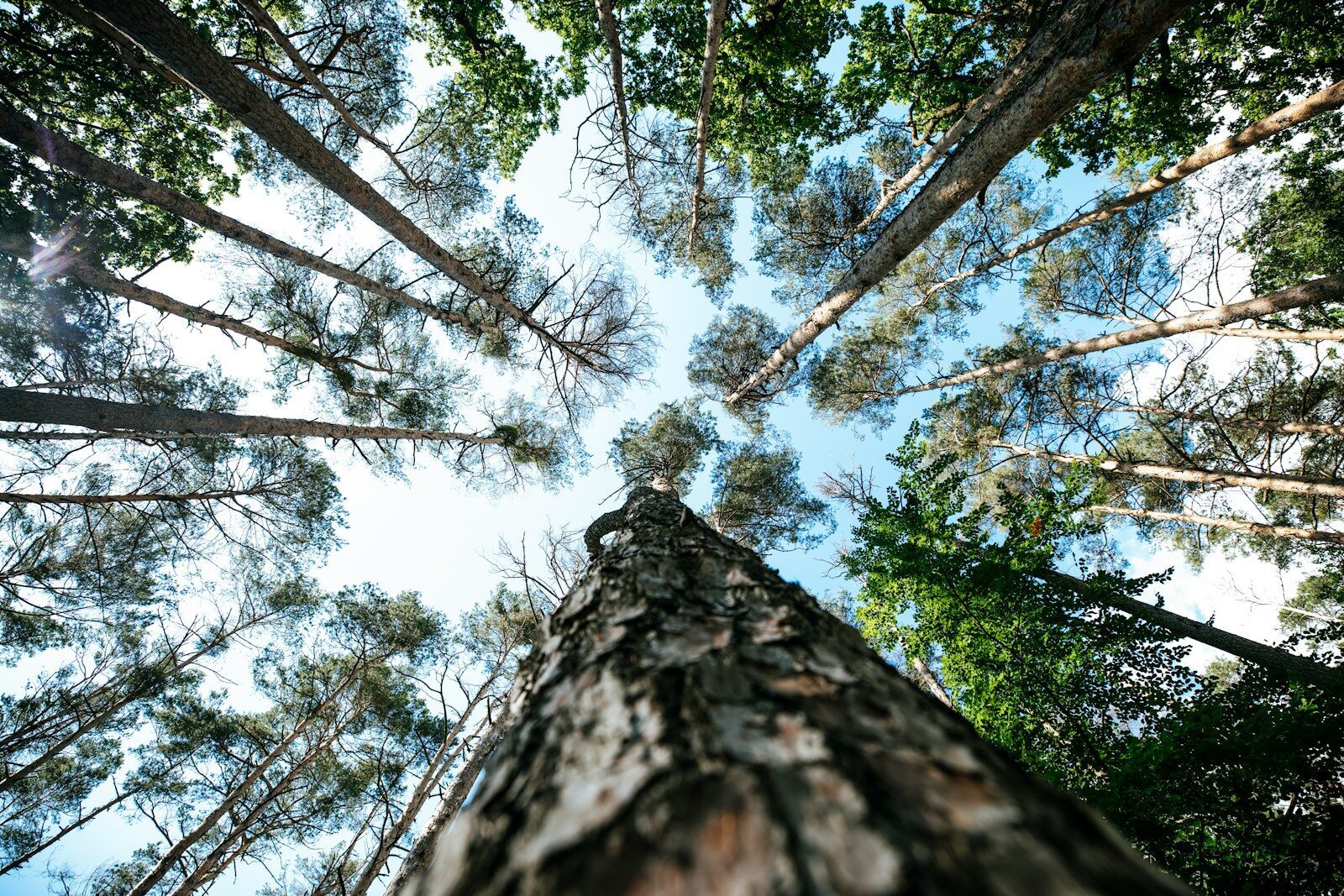low angle photography of green trees during daytime