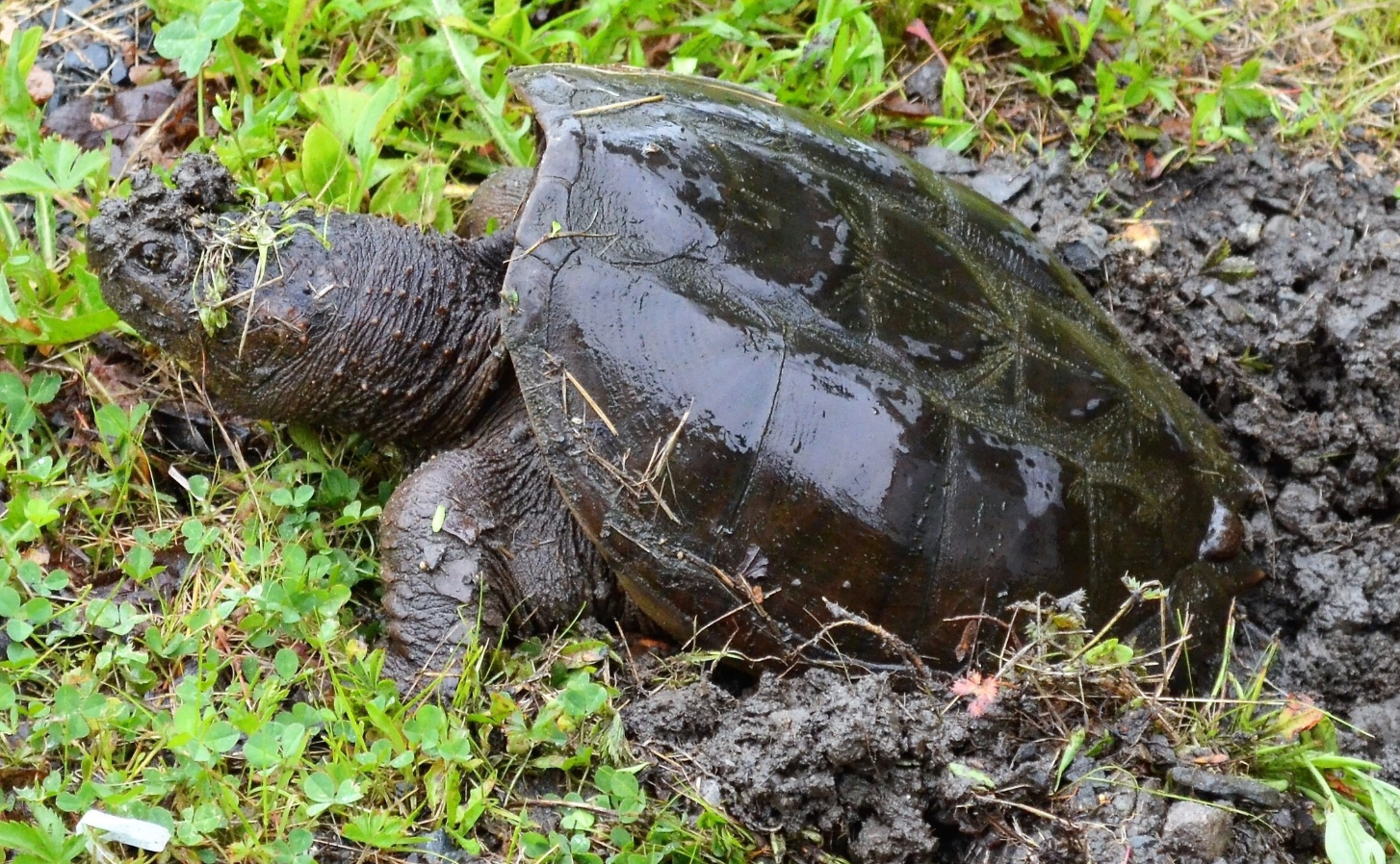 turtle
