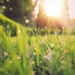 green grass field sunset scenery