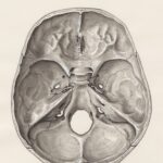 a drawing of a human brain