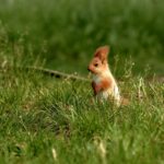 brown and white fox on green grass during daytime