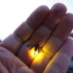 fire fly