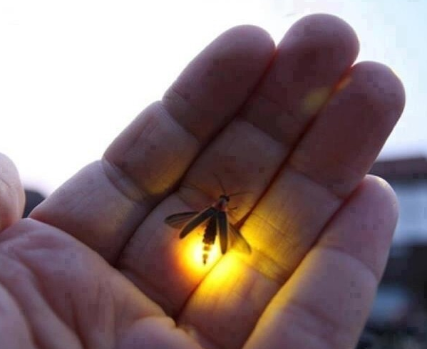 fire fly