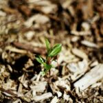 a small plant sprouts from the ground