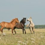 three horses on green ground