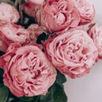 pink roses in close up photography