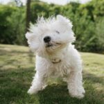 Fluffy white dog shaking its head, water droplets flying.