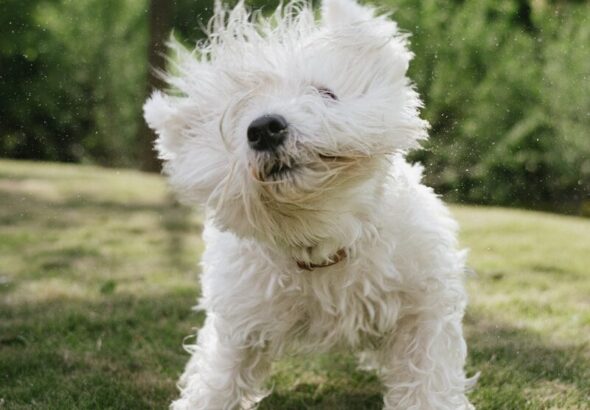 Fluffy white dog shaking its head, water droplets flying.